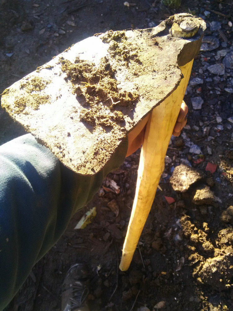 Photo d'une houx forgée